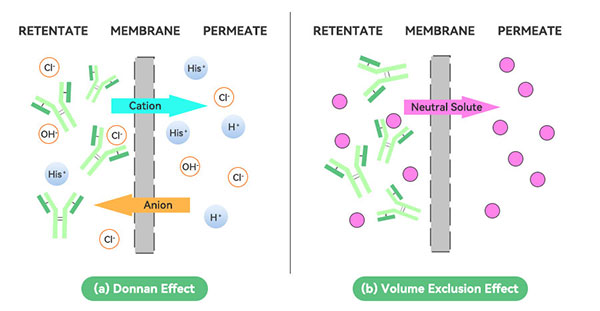 道南效應(yīng)原理圖 道南效應(yīng)原理圖