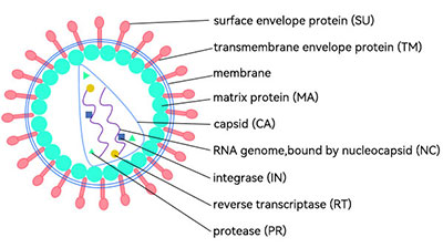 慢病毒載體結(jié)構(gòu)圖解 慢病毒載體結(jié)構(gòu)圖解