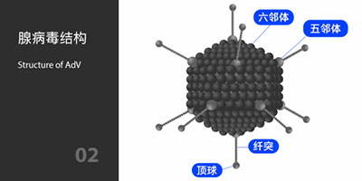 腺病毒結構